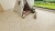 Ламинат Alpine Floor Herringbone 12 4V 34 (CH) LF105-3AB Дуб Лацио