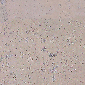 Пробковый пол Corkart Narrow Plank 4V PJ3 186w WC X - 6.0